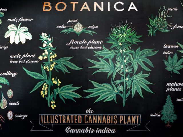 Botanica