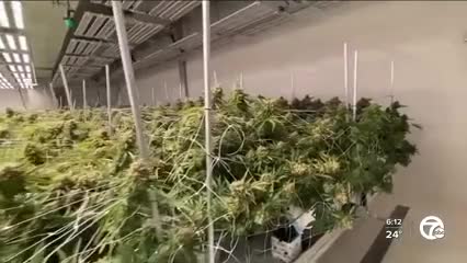 An inside look at Lume Cannabis Co., the top marijuana producer in Michigan and the country