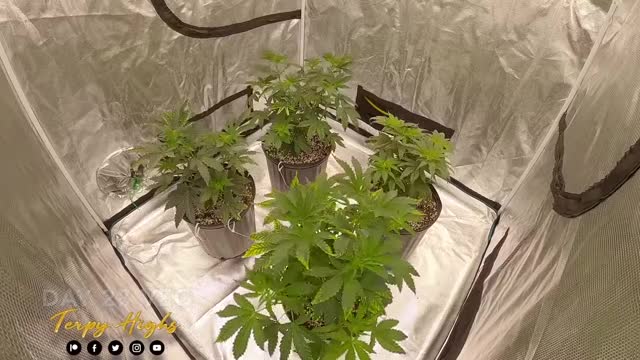 Blue_Gelato_41_Growing_Weed_TIME_LAPSE_with_TSL2000_LED_Lights