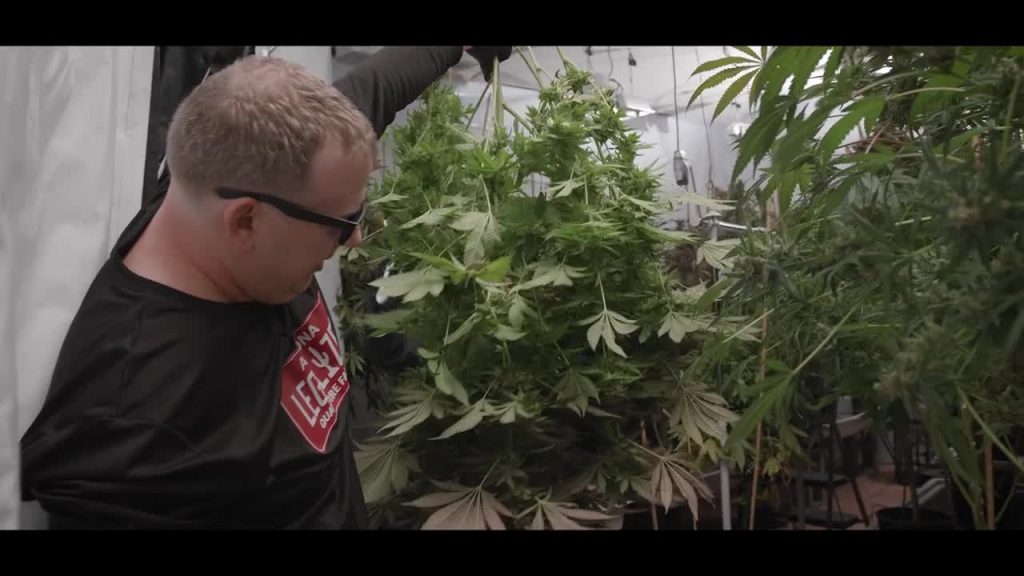 Growing Award-Winning Cannabis in a Residential Garage PARAGRAPHIC