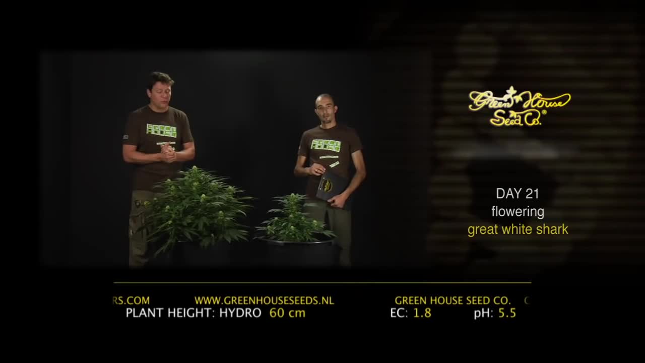 Great White Shark – Green House Grow Sessions