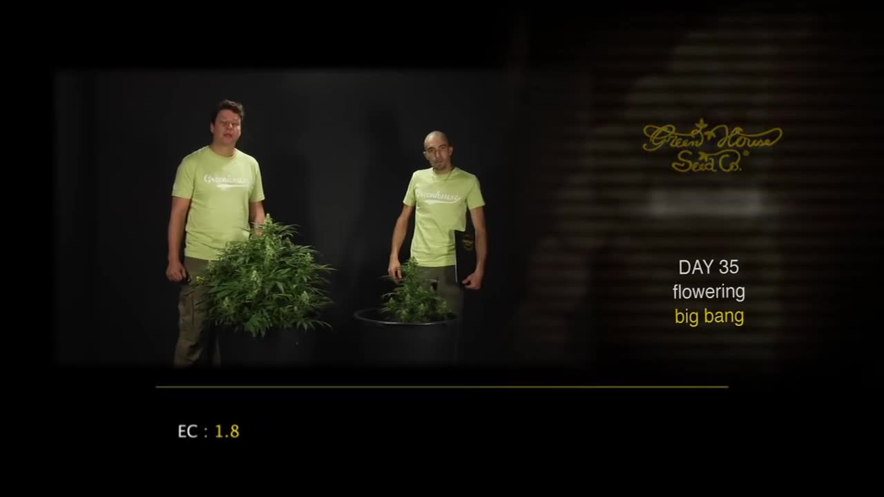 Big Bang – Green House Grow Sessions