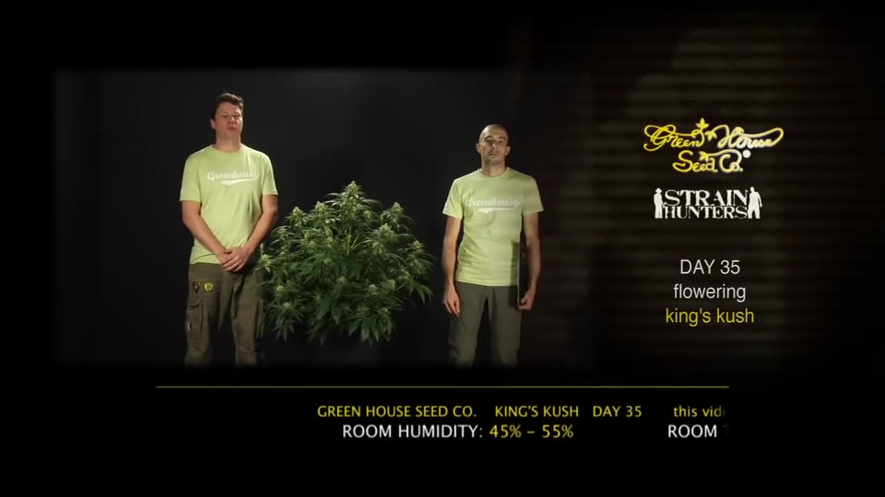 Kings Kush – Green House Grow Sessions