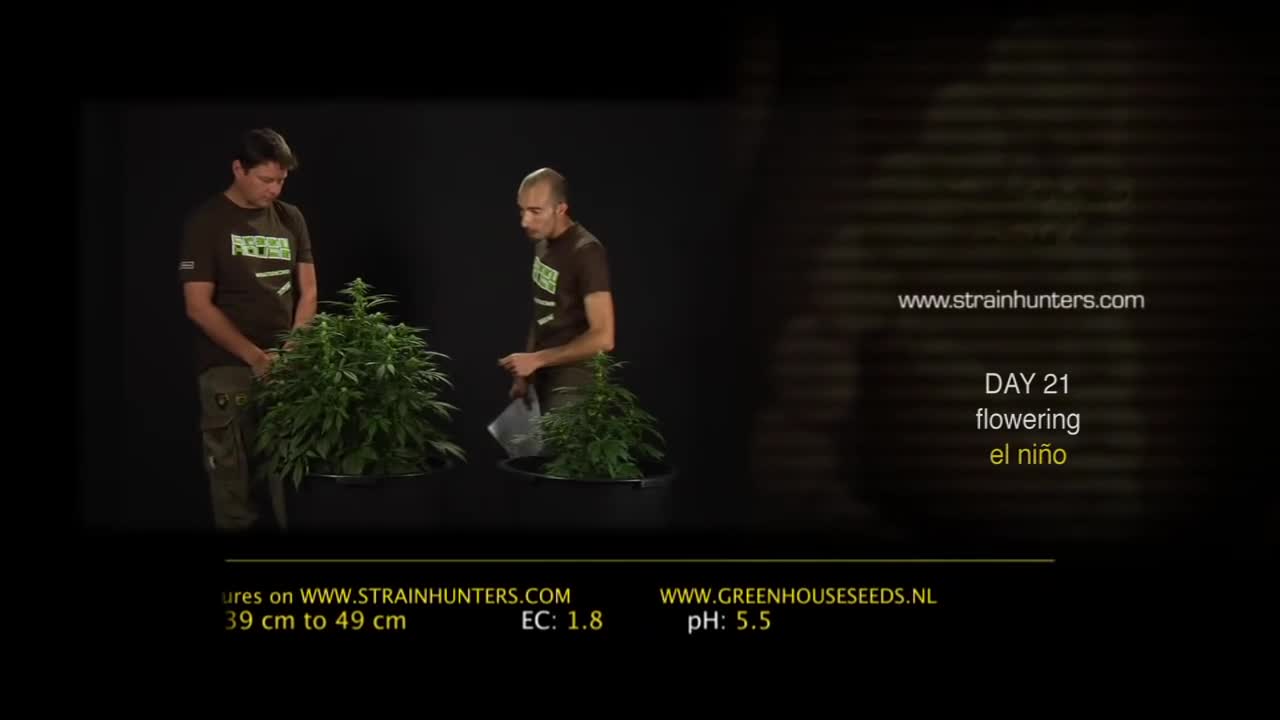 El Niño – Green House Grow Sessions