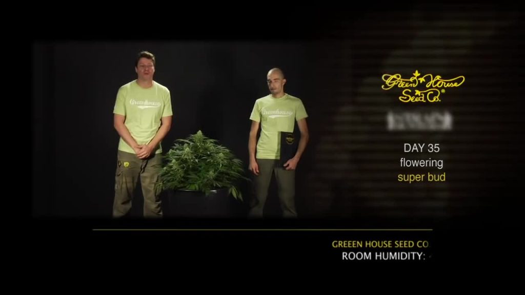 Super Bud - Green House Grow Sessions