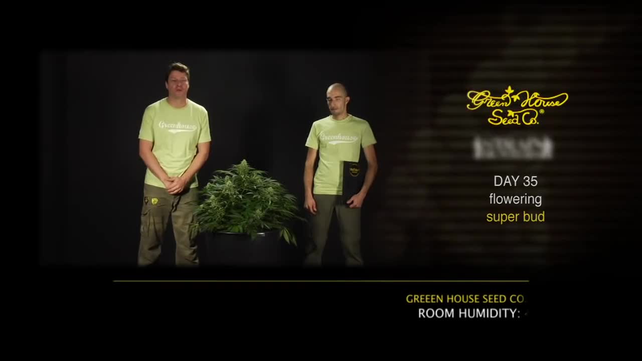 Super Bud – Green House Grow Sessions